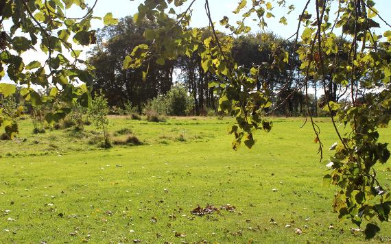 Trees and green space in Moor Park, Preston.