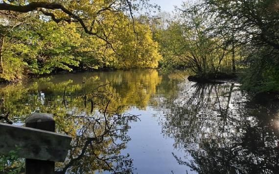 Pond in Cuerden Valley Park.