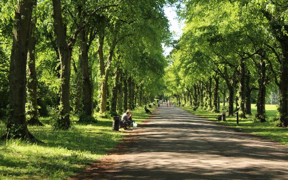 Long tree-lined path in Haslam Park.