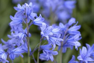 Bluebells close up