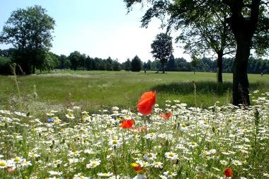 Wild meadow at Haslam Park Nature Reserve