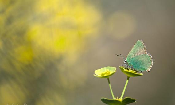 Birds, Beasts and Bugs of the Bog