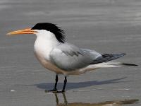 Californian Palagic