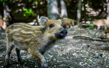 Wild boar at Bowland Wild Boar Park