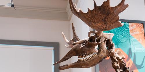 Page icon: Poulton Elk skeleton on display inside the Discover Preston exhibition at the Harris museum and art gallery. Poulton Elk skeleton on display inside the Discover Preston exhibition at the Harris museum and art gallery.