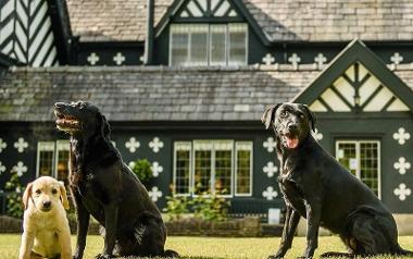 Three Labradors on grass area outside Samlesbury Hall. 