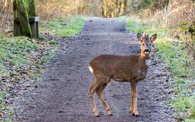 Deer on Preston Guild Wheel cycle path.