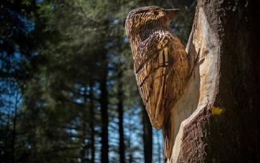 Kingfisher wooden sculpture along Beacon Fell's sculpture trail.