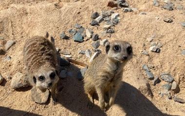 Meerkats at Bowland Wild Boar Park. Photo credit: Bowland Wild Boar Park.