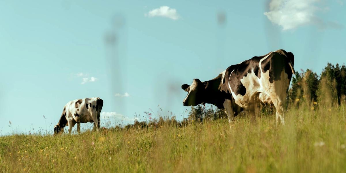 Main image: Two dairy cows in a field. Two dairy cows in a field.