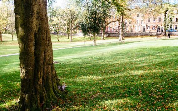 Squirrel eating at base of tree on autumnal day in Winckley Square Gardens.