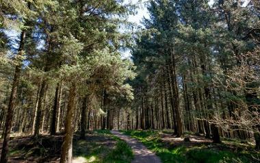 Path through woodland at Beacon Fell.