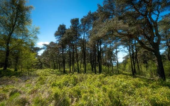 Meadow area and trees on sunny day at Beacon Fell.