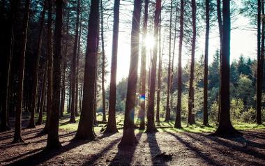 Sun shining through trees in Beacon Feel woodland area.