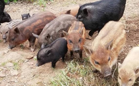 Group of wild boar piglets.