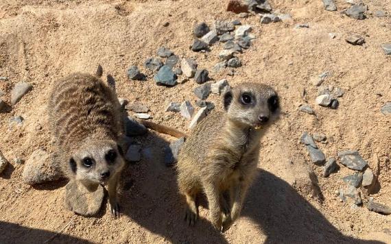 Two meerkats interested in camera at Bowland Wild Boar Park.