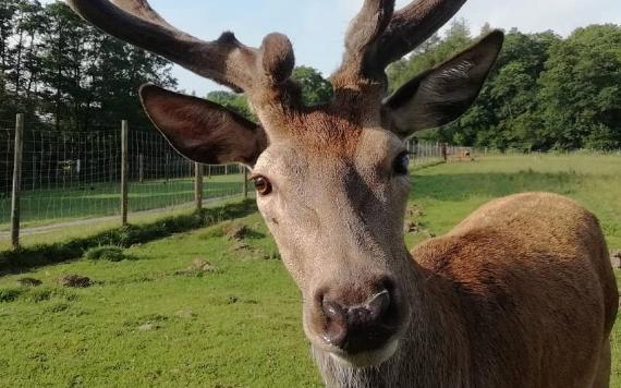 Stag looking into the camera.