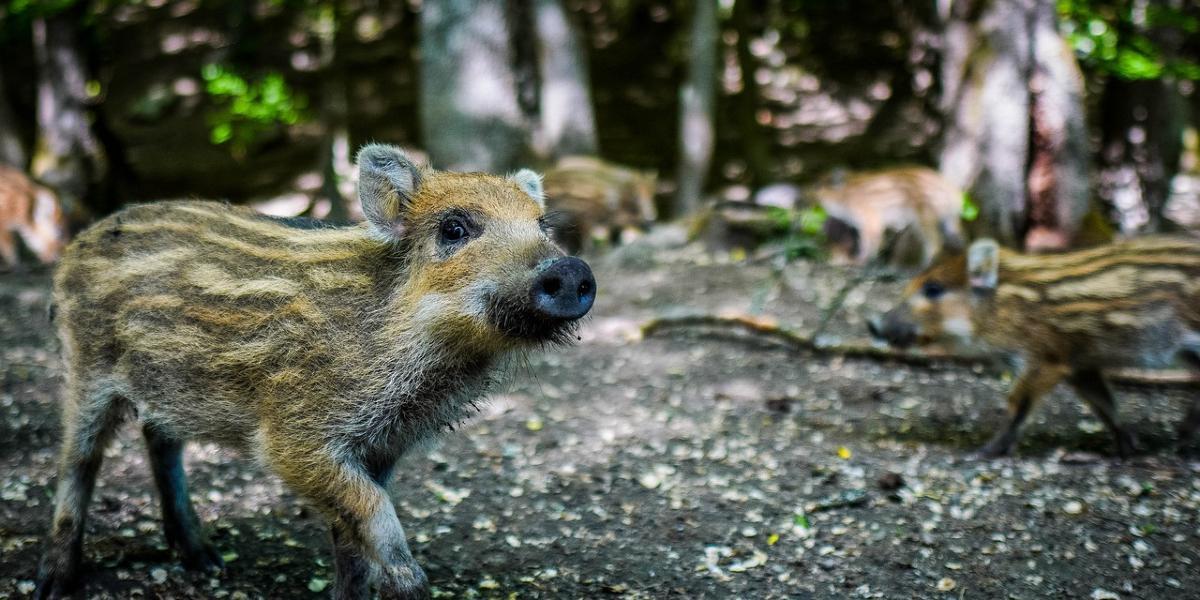 Main image: Young wild boar in some woodland. Young wild boar in some woodland.