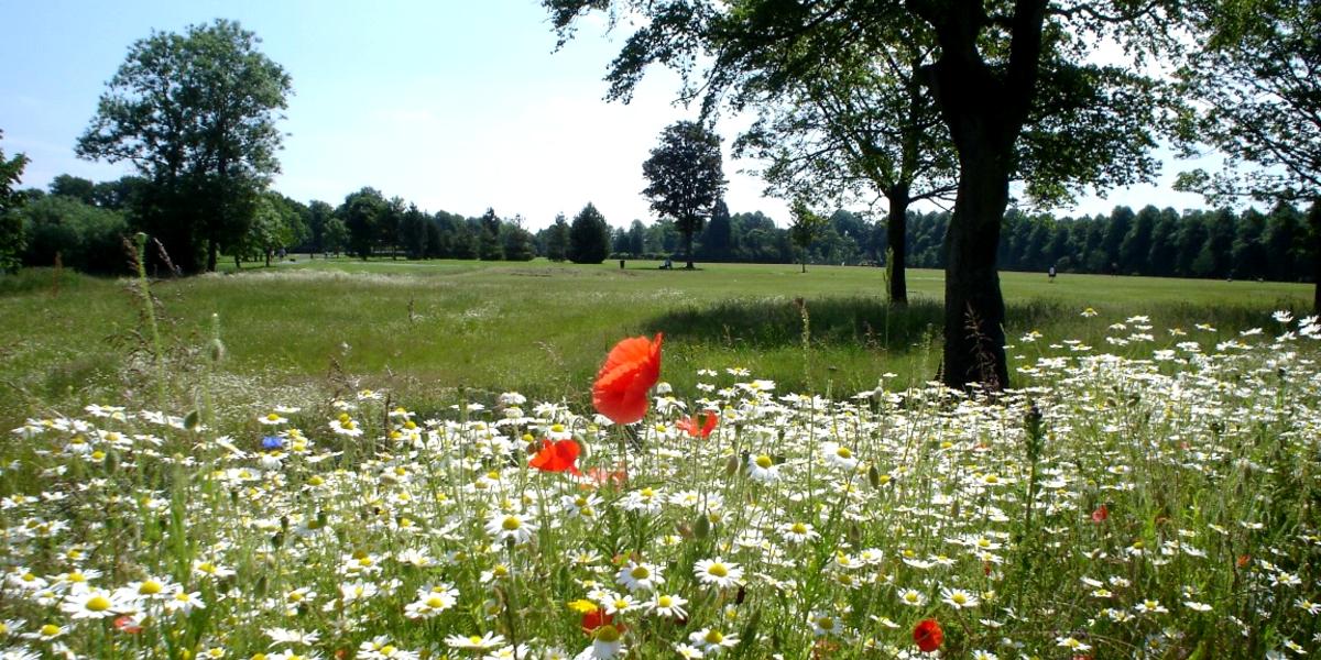 Main image: Bed of flowers, trees, and green space in Haslam Park nature reserve. Bed of flowers, trees, and green space in Haslam Park nature reserve.