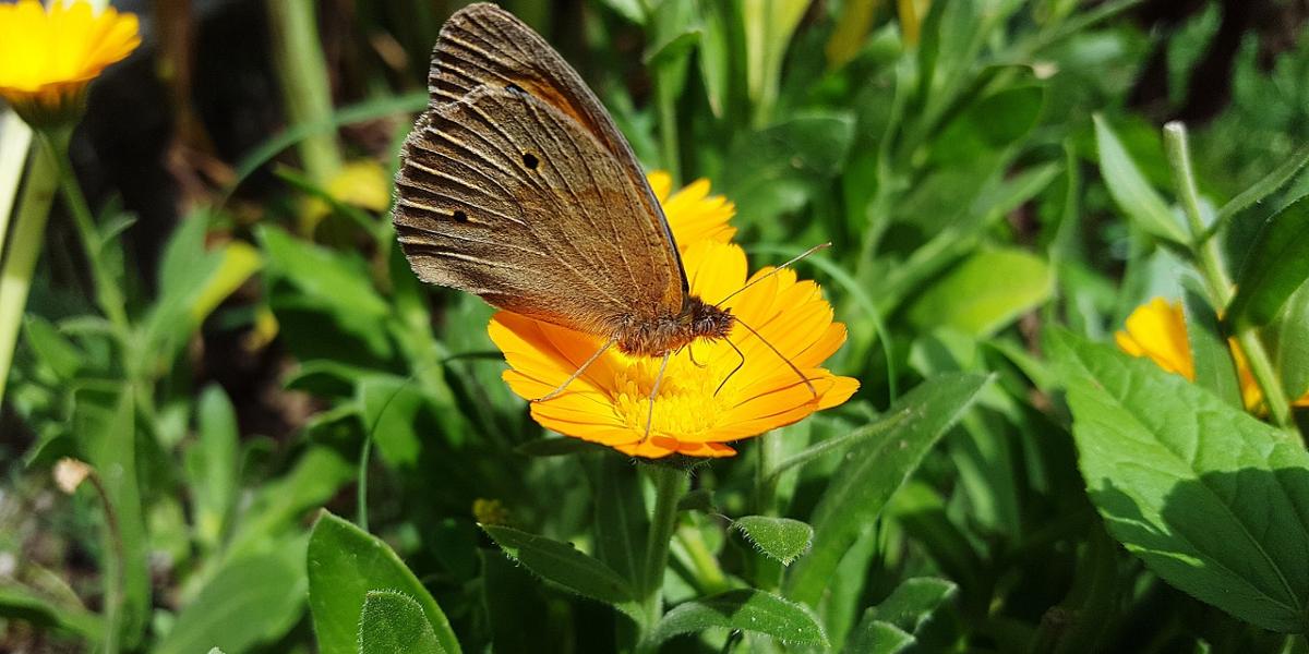 Main image: Butterfly on marigold flower. Butterfly on marigold flower.