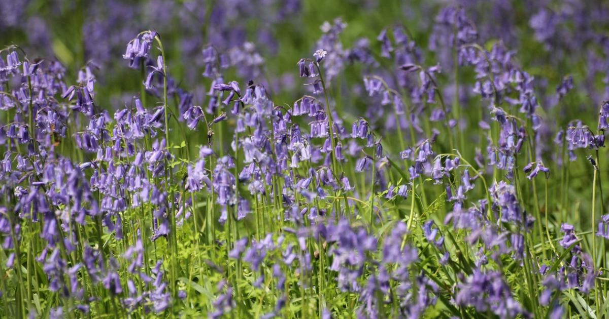 Boilton Wood - Visit Preston