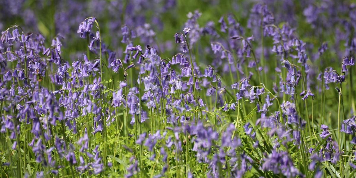 Main image: Bluebell field. Bluebell field.