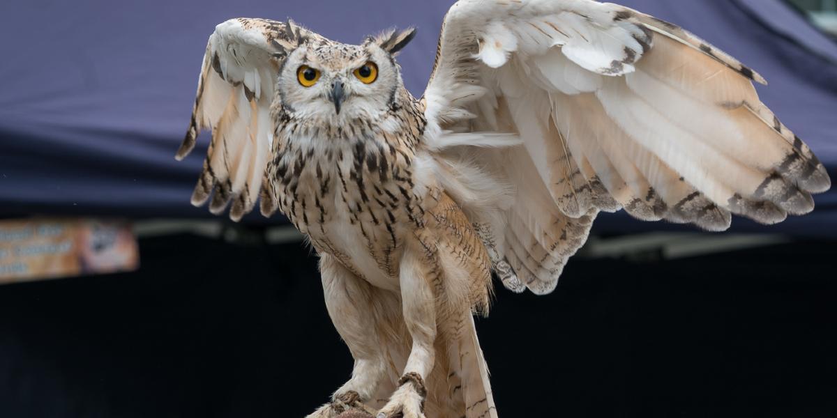 Main image: Owl with handler from Turbary Woods Sanctuary during a visit to Preston Flag Market. Owl with handler from Turbary Woods Sanctuary during a visit to Preston Flag Market.