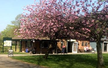 Exterior or Rosemary on the Park behind blossom tree in Moor Park.