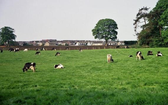 Field of cows by Mowbreck Caravan Park.