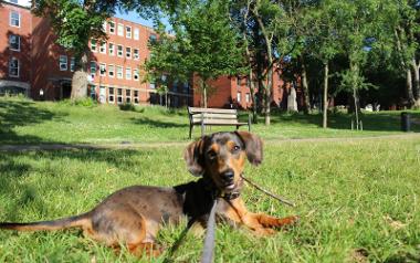 Sausage dog chewing stick on grass in Winckley Square Gardens.