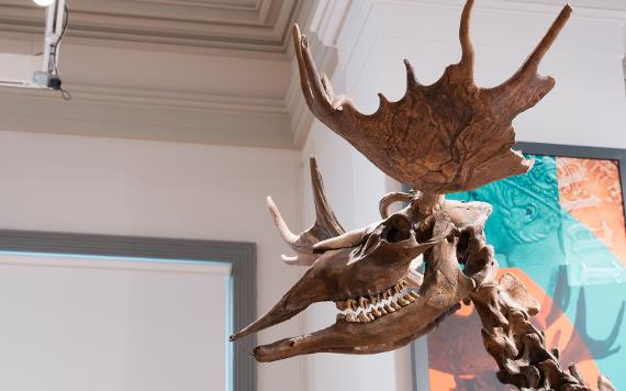 Poulton Elk skeleton on display inside the Discover Preston exhibition at the Harris museum and art gallery.