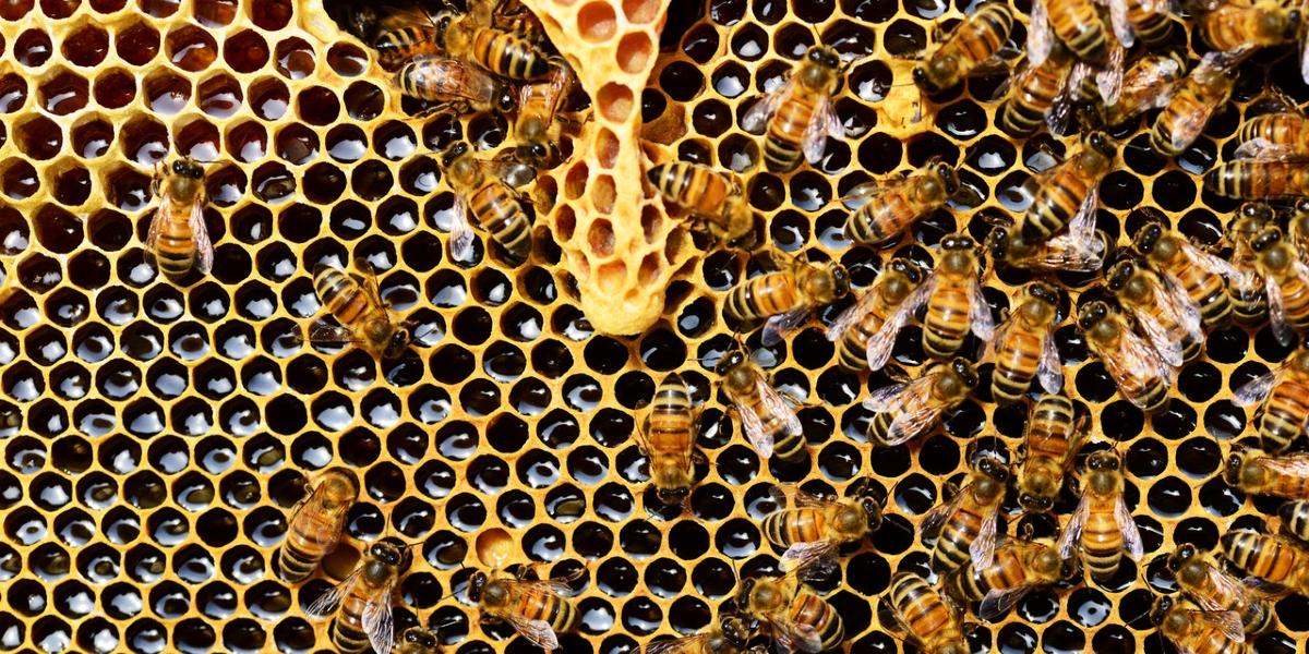 Honey Bees working on honeycomb.